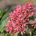 Heptacodium miconioides