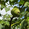 Juglans regia 'Broadview'' - Foto 6