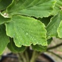 Hamamelis x intermedia 'Arnold Promise' - 1