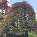 Acer palmatum 'Inaba Shidare' - 1