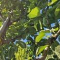 Prunus avium 'Regina' - Foto 1