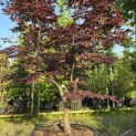 Acer palmatum 'Bloodgood' - 2
