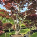 Acer palmatum 'Atropurpureum' - 4