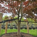 Acer palmatum 'Atropurpureum' - 6