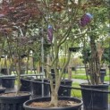 Acer palmatum 'Bloodgood' - Foto 2