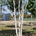 Betula utilis 'Doorenbos' - 4