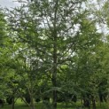 Nothofagus Antarctica - 6