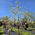 Malus domestica 'Jonagold' - 1