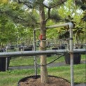Pinus nigra 'Nigra' - Foto 4