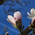 Magnolia stellata 'Rosea' - Foto 4