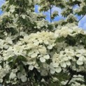 Cornus nuttallii (Venus) - 6