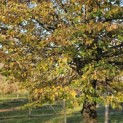 Tilia cordata 'Böhlje' - 1