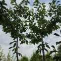 Prunus avium 'Bigarreau Burlat' - Foto 3