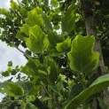 Liriodendron tulipifera 'Aureomarginatum' - 4