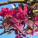 Malus 'Profusion' - 4