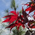 Acer palmatum 'Bloodgood' - Foto 4