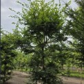 Carpinus betulus - 3