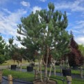 Pinus sylvestris - 1