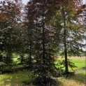 Fagus sylvatica 'Atropunicea' - juni 2026