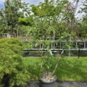 Sorbus 'Intermedia' - Foto 5