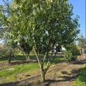 Prunus laurocerasus 'Rotundifolia' - Foto 5