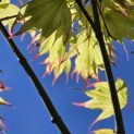 Acer palmatum 'Tsumabeni' - 1