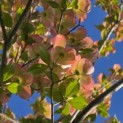 Cornus 'Stellar Pink' - Foto 4