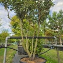 Elaeagnus ebbingei - Foto 2