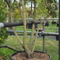 Elaeagnus ebbingei - Foto 1