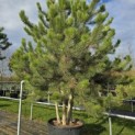 Pinus nigra 'Nigra' - Foto 5