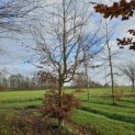 Fagus sylvatica - 5