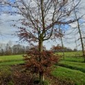 Fagus sylvatica -  december 2024