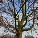 Fagus sylvatica - 3