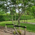 amelanchier lamarckii