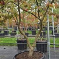 Parrotia persica - 2