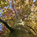 Fagus sylvatica 'Atropunicea' - 3