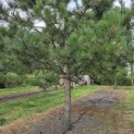 Pinus nigra 'Nigra' - Foto 3