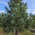 Sequoiadendron giganteum 'Glaucum' - Foto 5