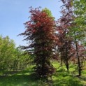 Fagus sylvatica 'Atropunicea' - voorjaar 2024