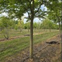 Acer palmatum - Foto 3