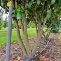 #218 Prunus laurocerasus 'Novita' Lorbeer