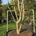 Sycoparrotia semidecidua - Foto 2