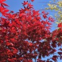 Acer palmatum 'Red Flash' - Foto 2