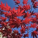 Acer palmatum 'Red Flash' - Foto 1