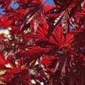 Acer palmatum 'Red Flash' - Foto 3