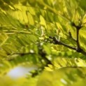 Gleditsia triacanthos 'Sunburst' - 1