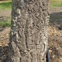 Quercus Suber - 1