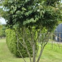 Parrotia persica - 1