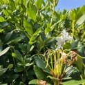 Rhododendron 'Cunningham's White' - Foto 1