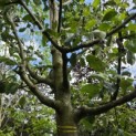 Malus domestica 'Notarisappel' - juni 2026